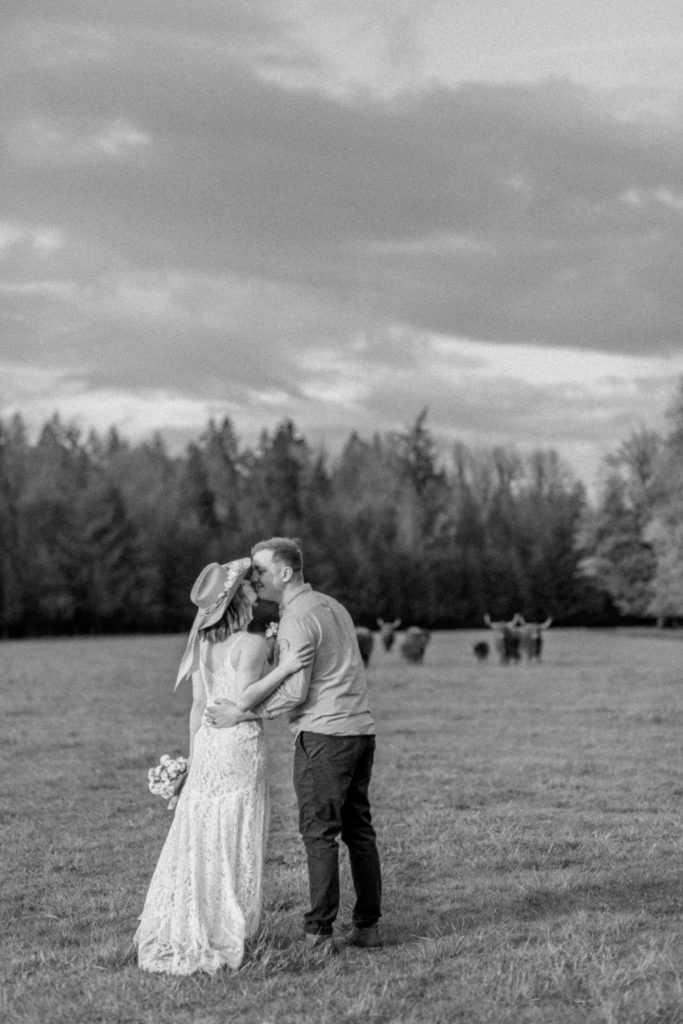 bride and groom embrace in a field as highland cows watch